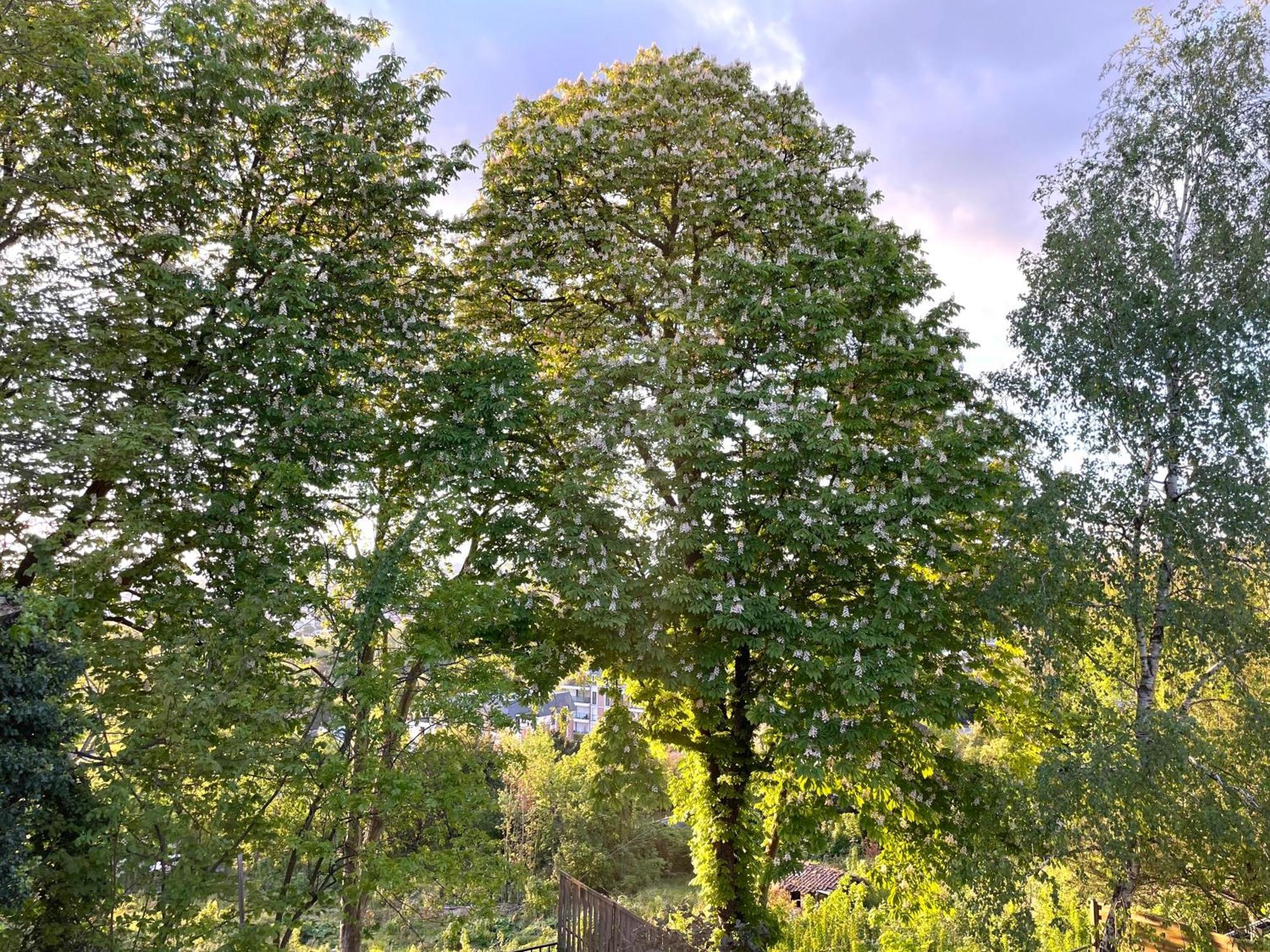 Sara Home Chennevières-sur-Marne Eksteriør billede